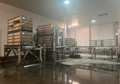 marel Live bird handling poultry farming 1